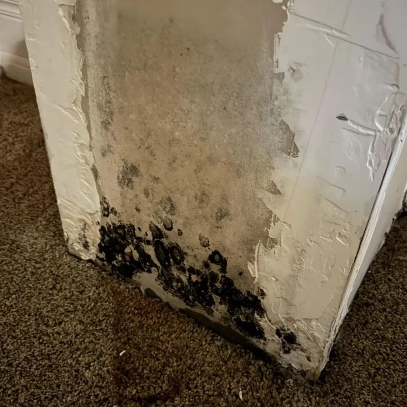 Professional Mold Removal in Marshall, AR